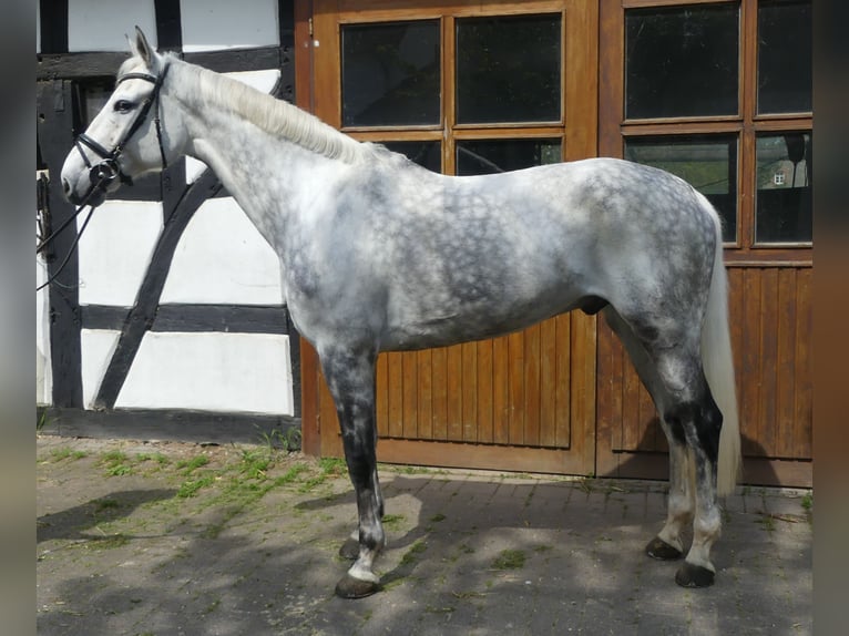 Koń holsztyński Wałach 11 lat 175 cm Siwa in Vlotho