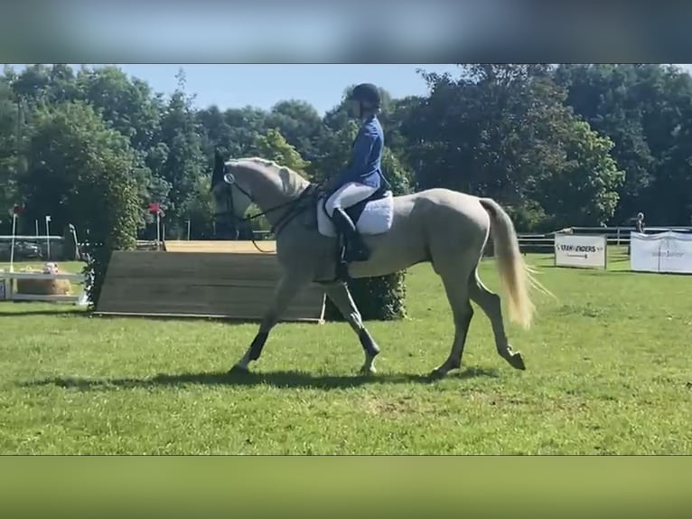 Koń holsztyński Wałach 11 lat 175 cm Siwa w hreczce in Eckental