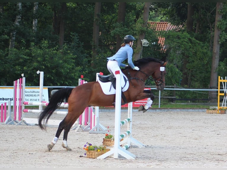 Koń holsztyński Wałach 12 lat 165 cm Gniada in Wedemark