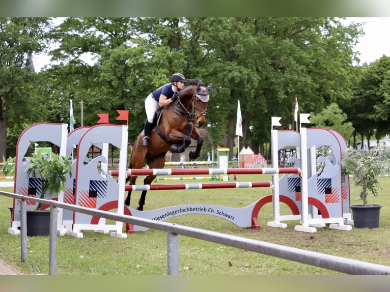 Koń holsztyński Wałach 12 lat 167 cm Gniada in Schönberg