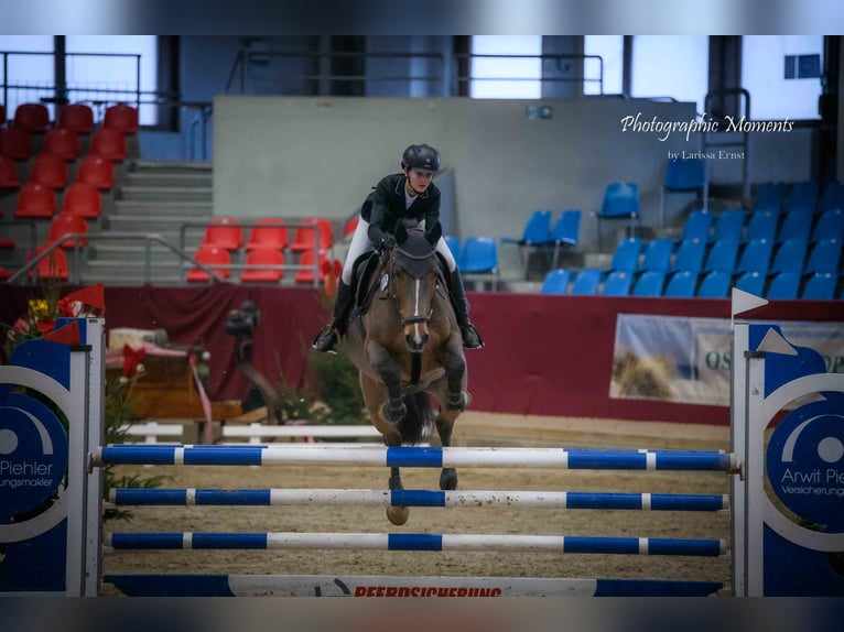 Koń holsztyński Wałach 12 lat 172 cm Jasnogniada in Neustadt/Dosse