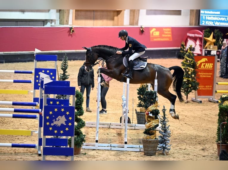 Koń holsztyński Wałach 12 lat 172 cm Jasnogniada in Schutterwald