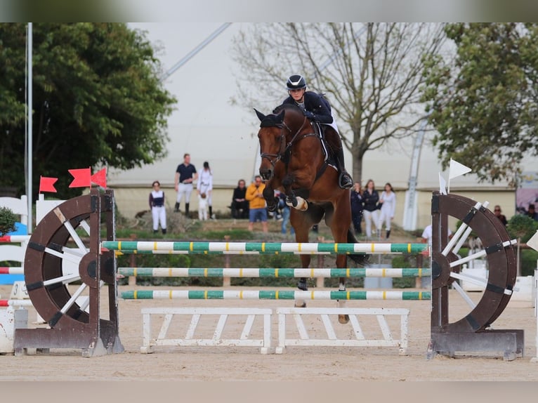 Koń holsztyński Wałach 12 lat 175 cm Gniada in Buchenberg