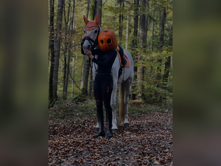 Koń holsztyński Wałach 13 lat 170 cm in Stammham