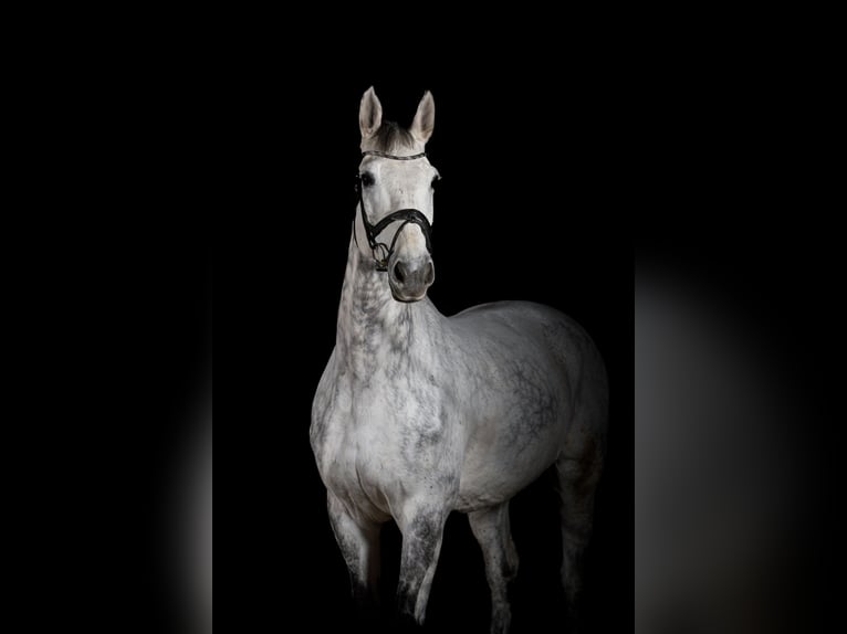 Koń holsztyński Wałach 13 lat 174 cm Siwa in Blomberg
