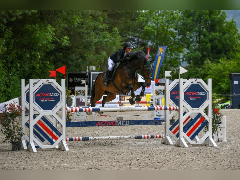 Koń holsztyński Wałach 13 lat 177 cm Ciemnogniada in Basel