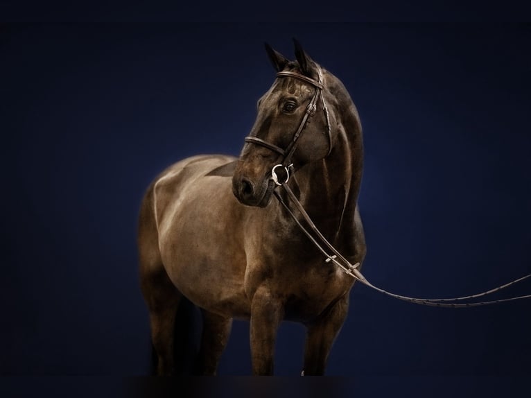 Koń holsztyński Wałach 14 lat 168 cm Ciemnogniada in Kerken