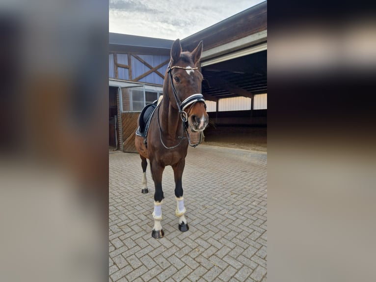 Koń holsztyński Wałach 14 lat 174 cm Gniada in Olfen