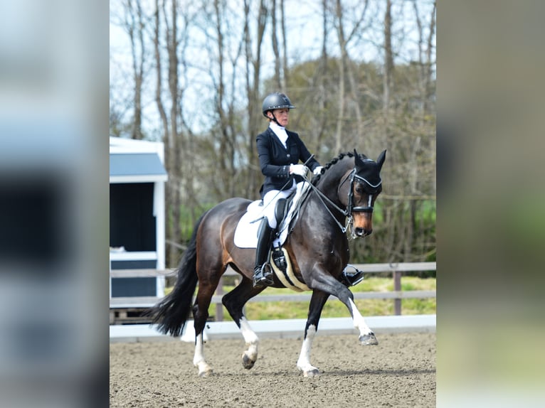 Koń holsztyński Wałach 15 lat 167 cm Ciemnogniada in Freienwill