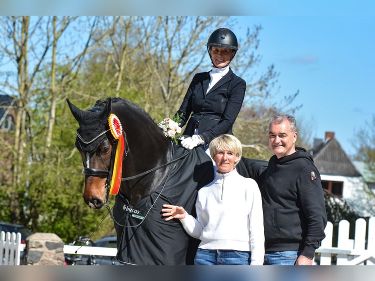 Koń holsztyński Wałach 15 lat 167 cm Ciemnogniada in Freienwill