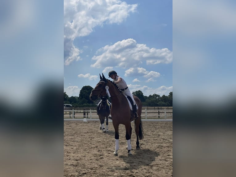 Koń holsztyński Wałach 15 lat 170 cm Gniada in Oetjendorf