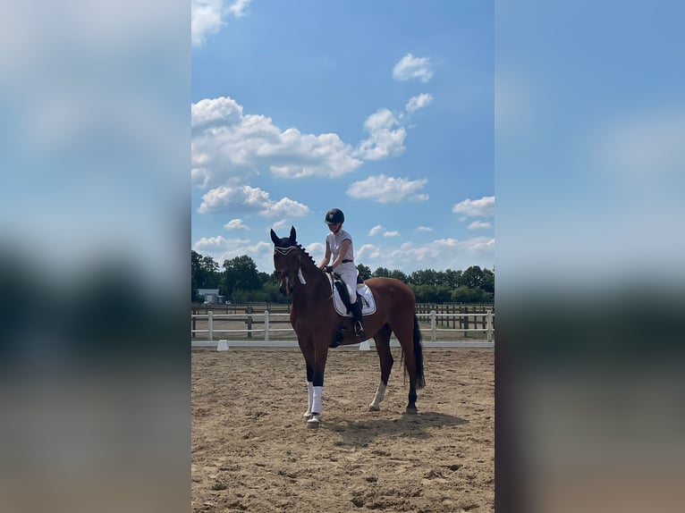 Koń holsztyński Wałach 15 lat 170 cm Gniada in Oetjendorf