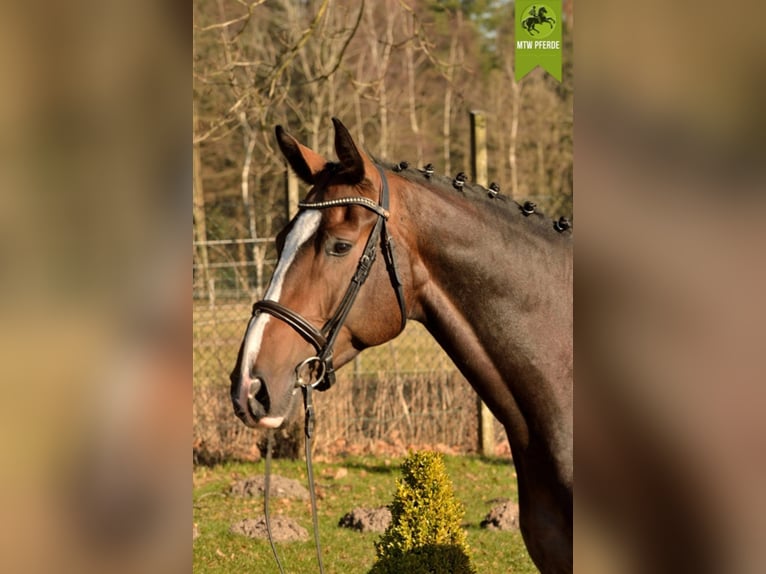 Koń holsztyński Wałach 15 lat 172 cm Ciemnogniada in tinglev