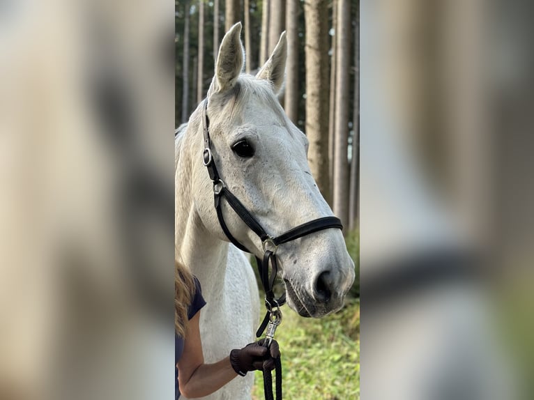 Koń holsztyński Wałach 15 lat 178 cm Siwa in Gauting