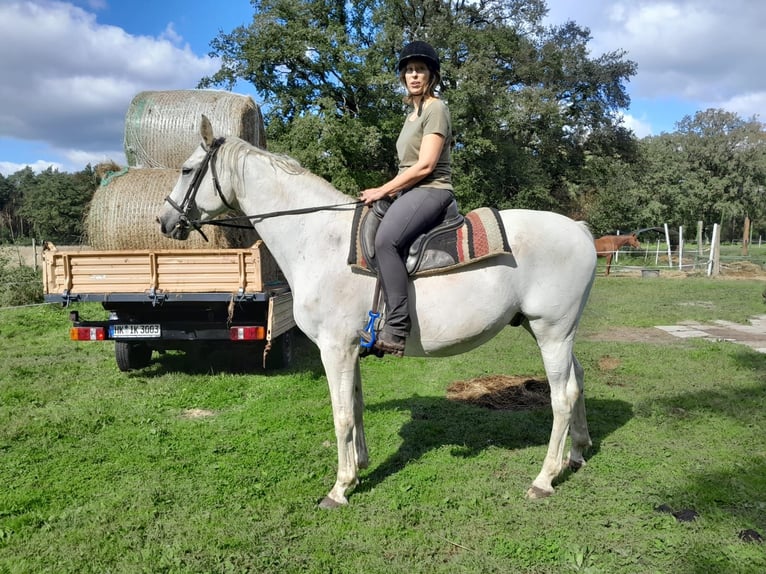 Koń holsztyński Wałach 16 lat 167 cm Siwa w hreczce in Neustadt am Rübenberge