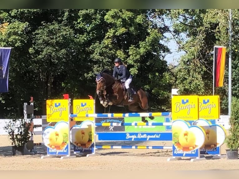 Koń holsztyński Wałach 16 lat 170 cm Gniada in Seehausen am StaffelseeMurnau