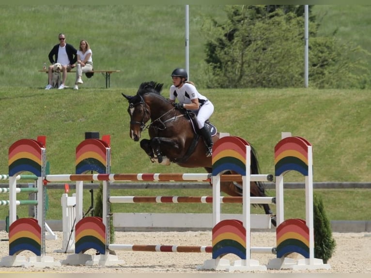 Koń holsztyński Wałach 16 lat 170 cm Gniada in Seehausen am StaffelseeMurnau