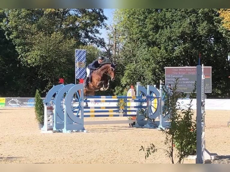 Koń holsztyński Wałach 16 lat 170 cm Gniada in Seehausen am StaffelseeMurnau