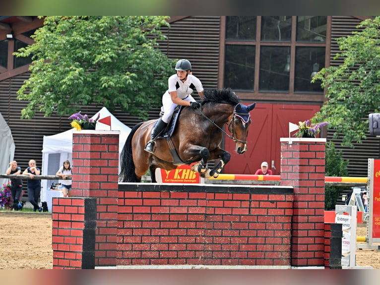 Koń holsztyński Wałach 16 lat 170 cm Gniada in Seehausen am StaffelseeMurnau