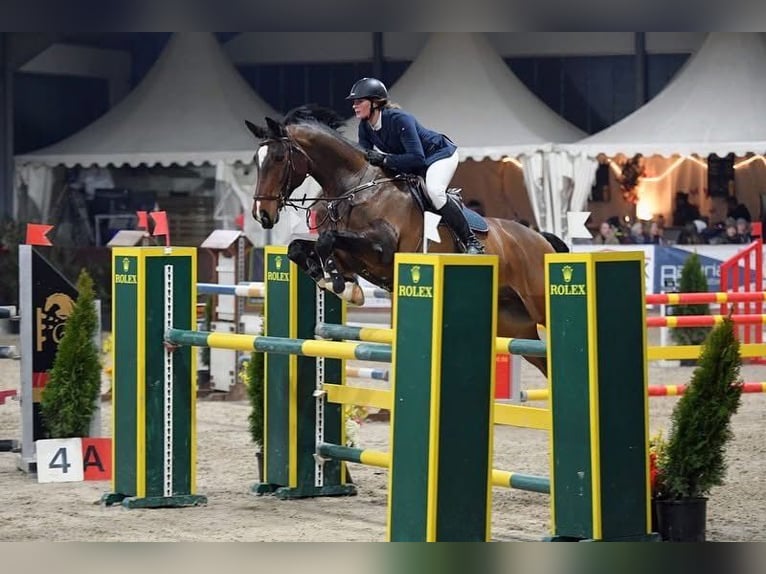 Koń holsztyński Wałach 16 lat 170 cm Gniada in Seehausen am StaffelseeMurnau