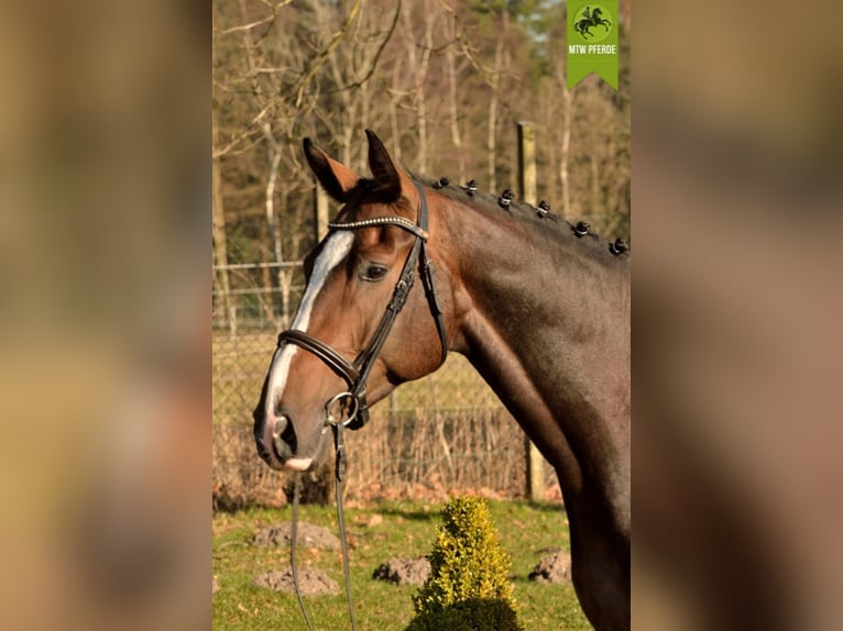 Koń holsztyński Wałach 16 lat 172 cm Ciemnogniada in tinglev