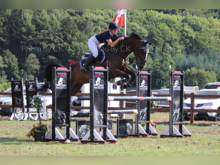 Koń holsztyński Wałach 16 lat 172 cm Ciemnogniada in tinglev