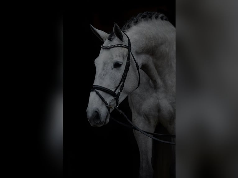 Koń holsztyński Wałach 16 lat 178 cm Siwa in Tamm