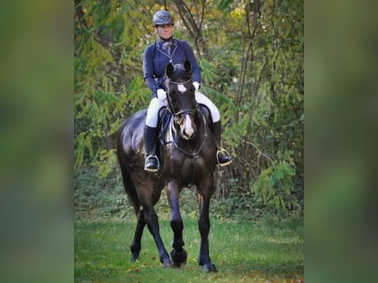 Koń holsztyński Wałach 18 lat 175 cm Gniada in Gaimersheim