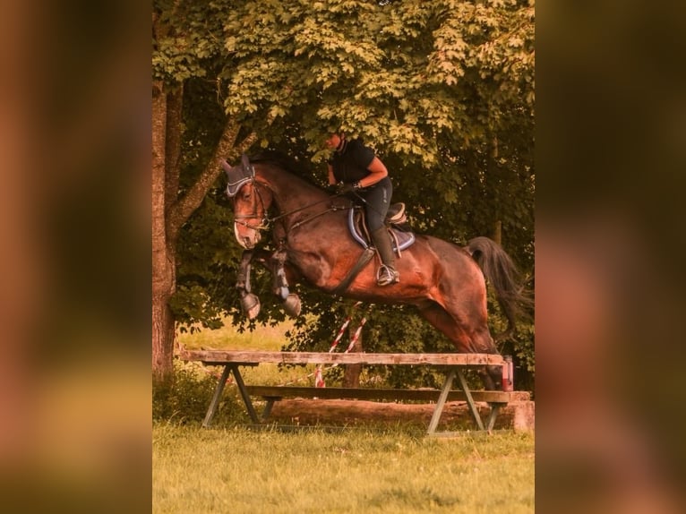 Koń holsztyński Wałach 18 lat 175 cm Gniada in Gaimersheim