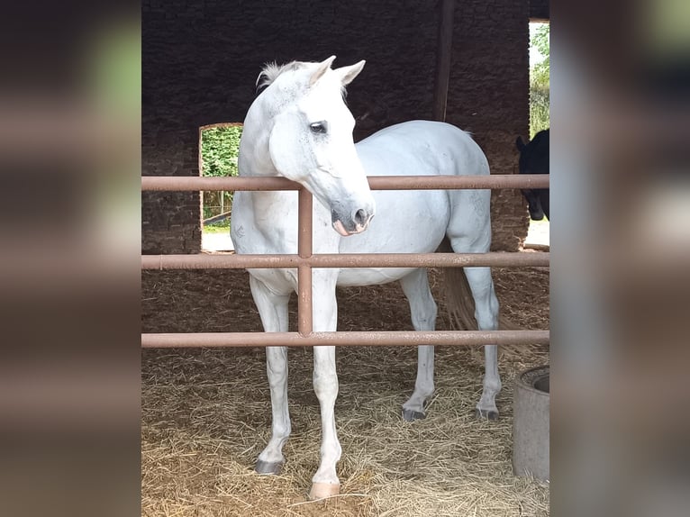 Koń holsztyński Wałach 18 lat 177 cm Siwa in Detmold