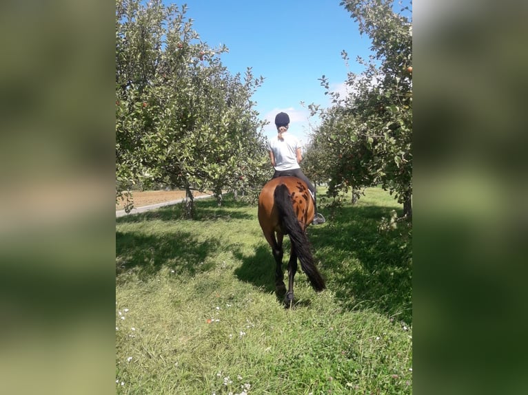 Koń holsztyński Wałach 28 lat in Oberursel