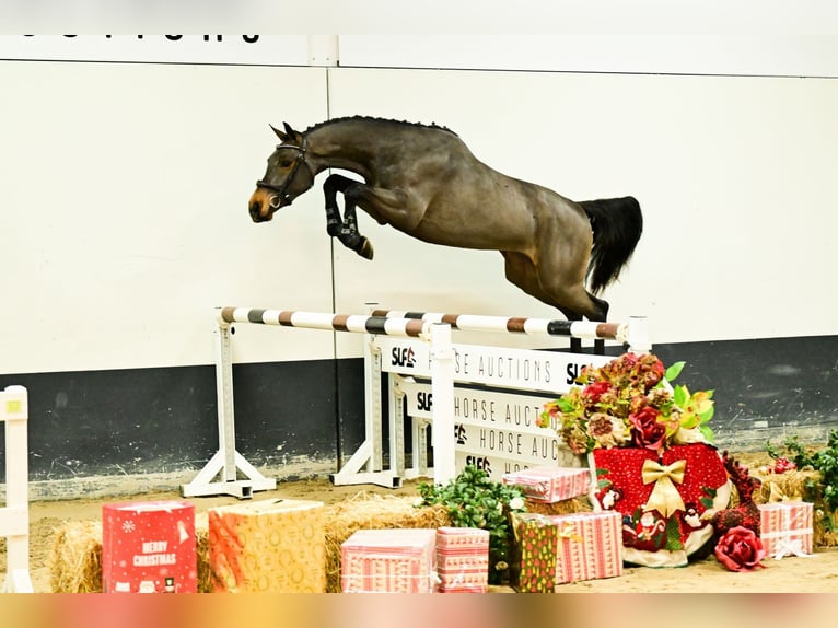 Koń holsztyński Wałach 2 lat 160 cm Ciemnogniada in Bladel