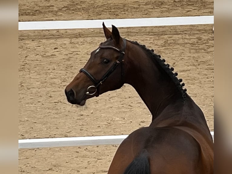 Koń holsztyński Wałach 2 lat 169 cm Gniada in Averlak