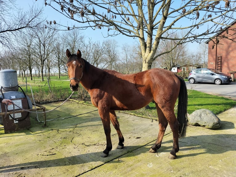 Koń holsztyński Wałach 3 lat 160 cm Gniada in Neuenkirchen