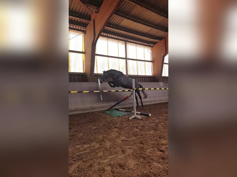 Koń holsztyński Wałach 3 lat 168 cm Stalowosiwy in Oyten