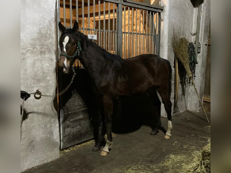 Koń holsztyński Wałach 3 lat Gniada in Langwedel