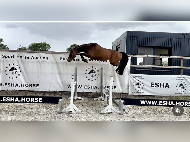 Koń holsztyński Wałach 4 lat 158 cm Gniada in Margarethen am Moos