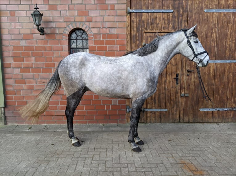 Koń holsztyński Wałach 4 lat 161 cm Karosiwa in Wedel