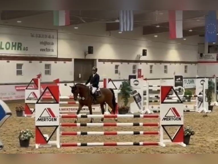 Koń holsztyński Wałach 4 lat 162 cm Gniada in Bonn