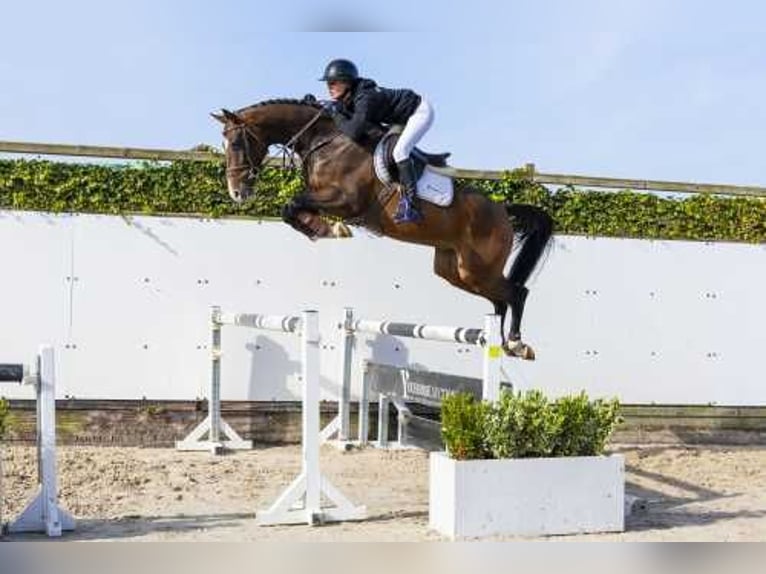 Koń holsztyński Wałach 4 lat 162 cm Gniada in Waddinxveen