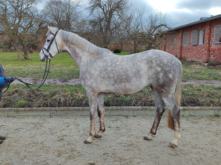 Koń holsztyński Wałach 4 lat 164 cm Siwa jabłkowita in Neustadt in Holstein