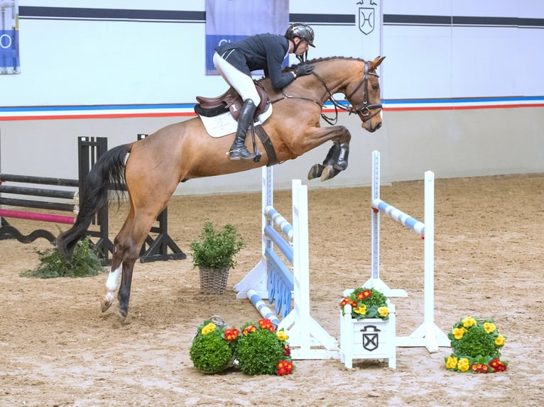 Koń holsztyński Wałach 4 lat 165 cm Gniada in Elmshorn