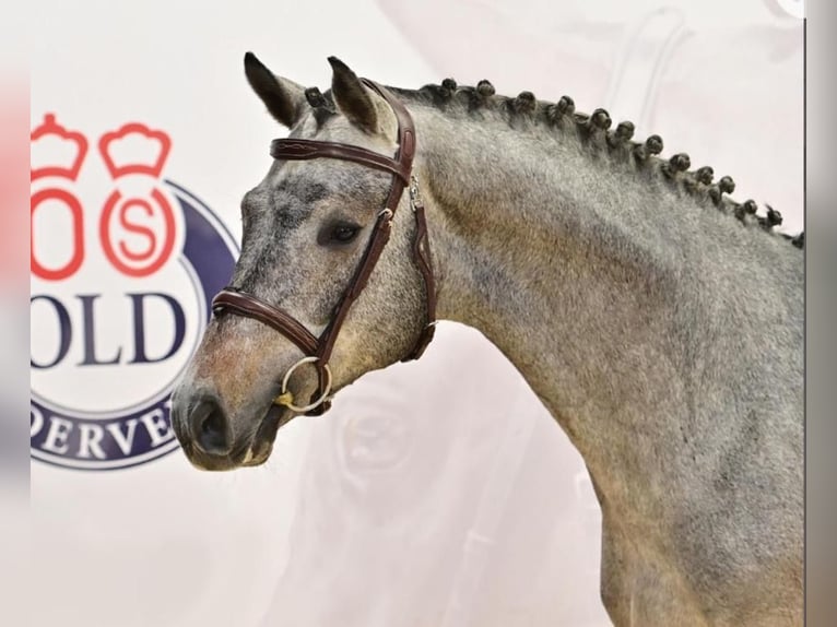 Koń holsztyński Wałach 4 lat 167 cm Siwa jabłkowita in Schmilau