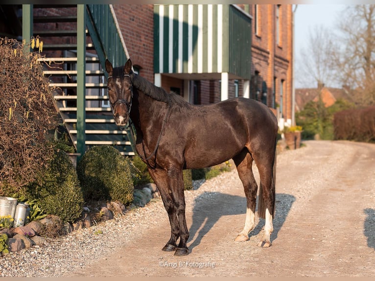 Koń holsztyński Wałach 4 lat 168 cm Skarogniada in Duvensee