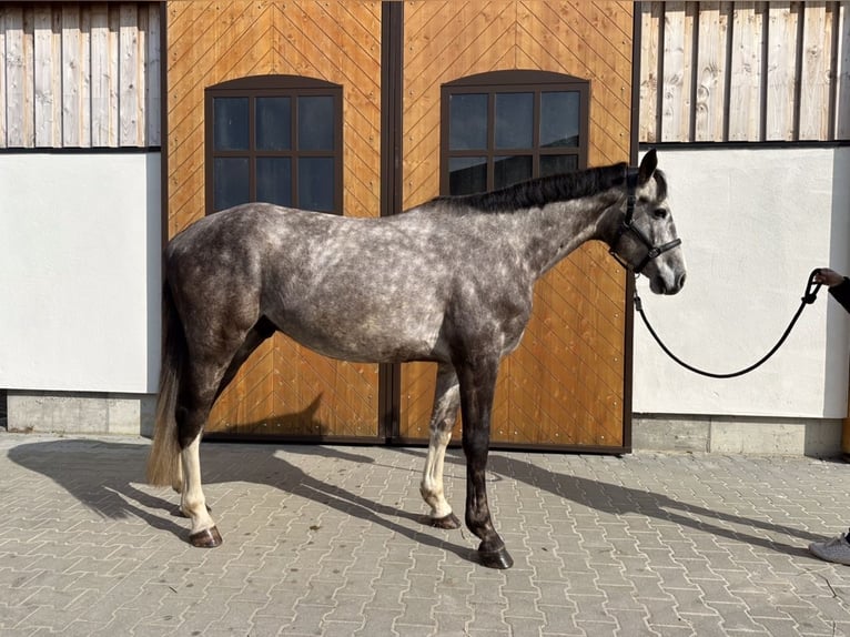 Koń holsztyński Wałach 4 lat 173 cm Siwa in Neukieritzsch OT Kahnsdorf