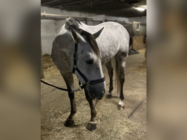 Koń holsztyński Wałach 4 lat 175 cm Siwa in Prague