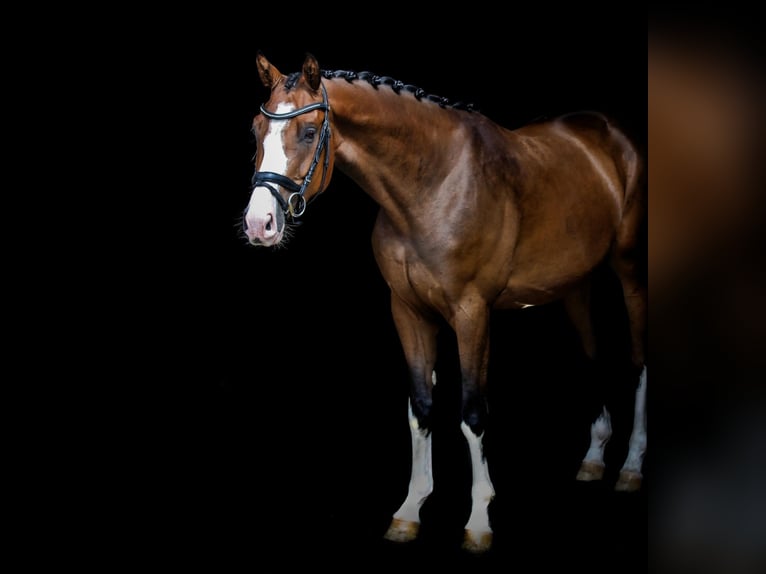 Koń holsztyński Wałach 5 lat 164 cm in Schneverdingen