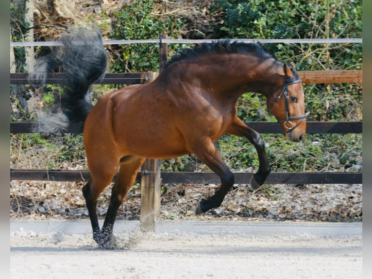 Koń holsztyński Wałach 5 lat 165 cm Gniada in Monschau