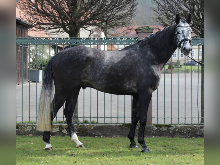 Koń holsztyński Wałach 5 lat 165 cm Siwa in Nörten-Hardenberg