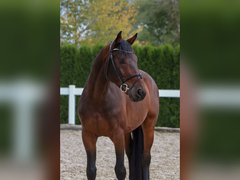 Koń holsztyński Wałach 5 lat 167 cm Ciemnogniada in Schwäbisch Hall